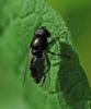 Cheilosia sp.